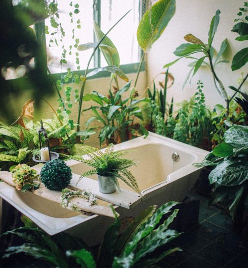 plant, tub, bathroom, hygiene, nature, relaxation, indoors